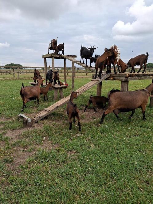 Stamboek dwerggeiten, Dieren en Toebehoren, Schapen, Geiten en Varkens, Geit, Meerdere dieren, 0 tot 2 jaar