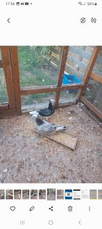 Iraanse duiven koppel, Dieren en Toebehoren, Vogels | Duiven