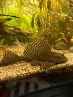 Zeilvin pleco (ruitenkuiser), Animaux & Accessoires, Poissons | Poissons d'aquarium, Poisson, Poisson d'eau douce