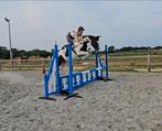 Te koop Utilya van t'oud Leyken, Dieren en Toebehoren, Paarden, Merrie, Ontwormd