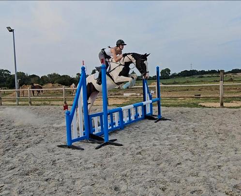Te koop Utilya van t'oud Leyken, Dieren en Toebehoren, Paarden, Merrie, Ontwormd