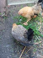 Serama hennen en evt. een haantje, Dieren en Toebehoren, Pluimvee