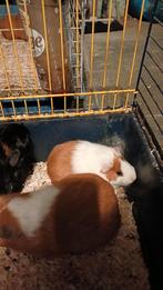 Jonge cavia´s te koop, Dieren en Toebehoren, Cavia, Vrouwelijk, Tam, Oktober