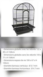 Caïque à tête orange EAM, Animaux & Accessoires, Oiseaux | Perruches & Perroquets, Mâle, Perroquet, Domestique