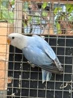 dwergpapegaai roseicollis agapornid blauw, Dwergpapegaai of Agapornis
