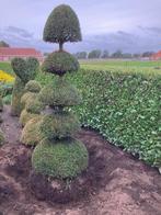 Taxus en buxus met kluit, Tuin en Terras, Ophalen, Taxus