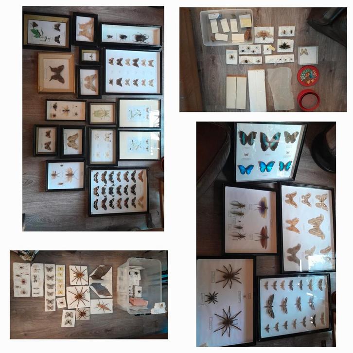 Unieke verzameling opgezette insecten, taxidermie, Verzamelen, Dierenverzamelingen, Ophalen