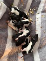Ontzettend veel verschillende kleuren nestjes ratten rittens, Meerdere dieren, Rat, Tam