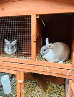 NIEUW in verpakking zelfde konijnhok, Enlèvement