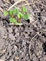 Oca of oxalis tuberosa: per 10 knolletjes om te planten, Tuin en Terras, Planten | Tuinplanten, Ophalen of Verzenden