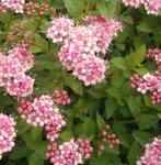 Spiraea 'Little Princess', Jardin & Terrasse, Plantes | Jardin, Plein soleil, Enlèvement, Autres espèces, Été