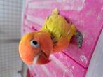 Jongen ficheri's 5 a 6 weken. Dilute opaline, Dieren en Toebehoren, Meerdere dieren, Dwergpapegaai of Agapornis, Geringd