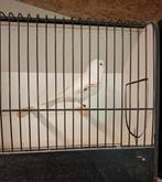 Witte kanarie mannen te koop, Dieren en Toebehoren, Vogels | Kanaries, Mannelijk, Kleurkanarie