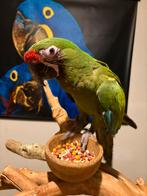 Soldaten ara pop 2025 handtam, Vrouwelijk, Papegaai, Geringd