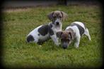 Jack Russell pups lilac tricolor, België, Jack Russell Terriër, CDV (hondenziekte), 8 tot 15 weken