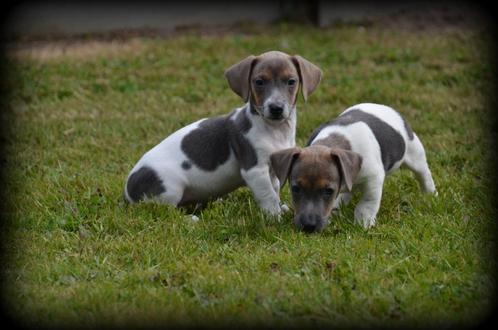 Jack Russell pups lilac tricolor, Dieren en Toebehoren, Honden | Jack Russells en Terriërs, Meerdere dieren, Jack Russell Terriër