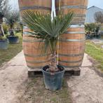 Palmbomen trachycarpus fortunei!, Tuin en Terras, Ophalen