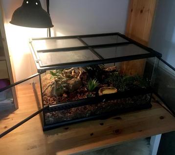 Terrarium équipé pour serpents des blés beschikbaar voor biedingen