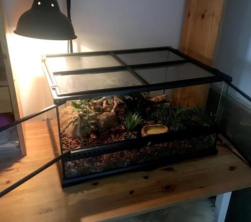 Terrarium équipé pour serpents des blés, Dieren en Toebehoren, Reptielen en Amfibieën | Toebehoren, Gebruikt, Terrarium of Paludarium