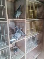 Jonge postduiven, Dieren en Toebehoren, Vogels | Duiven, Geslacht onbekend, Postduif