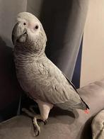 Grijze roodstaart, Dieren en Toebehoren, Mannelijk, Papegaai, Pratend