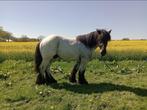 Zijn Trekpaard, Dieren en Toebehoren, Paarden