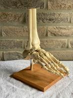 Anatomisch voetmodel beendermodel, Comme neuf, Enlèvement ou Envoi