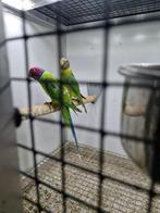 Koppel Pruimkoppen, Meerdere dieren, Parkiet, Geringd