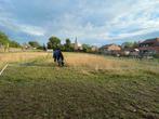 Weidemaatje gezocht omgeving Leuven - Aarschot, Stalling
