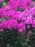 Phlox fuchsia/vlambloem, Tuin en Terras, Volle zon, Vaste plant, Zomer, Ophalen