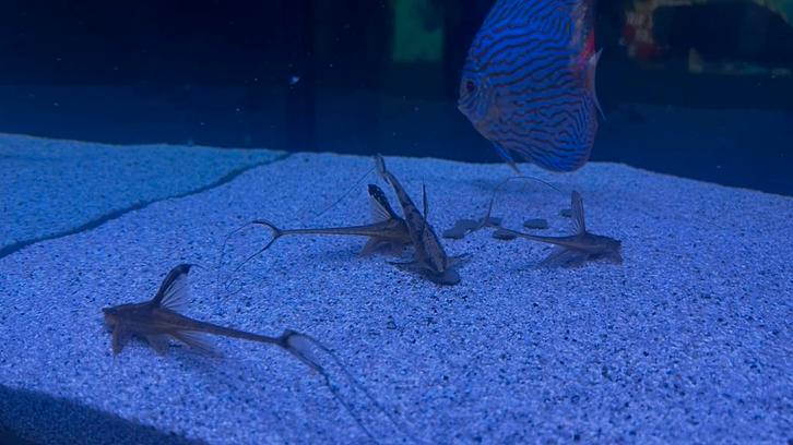 Sturisoma aureum, Dieren en Toebehoren, Vissen | Aquariumvissen, Zoetwatervis, Vis