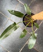 Philodendron Mexicanum, Huis en Inrichting, Kamerplanten, Ophalen of Verzenden