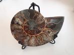 Fossiele ammoniet (ca.145 gr, 11x8 cm), Enlèvement ou Envoi, Fossile