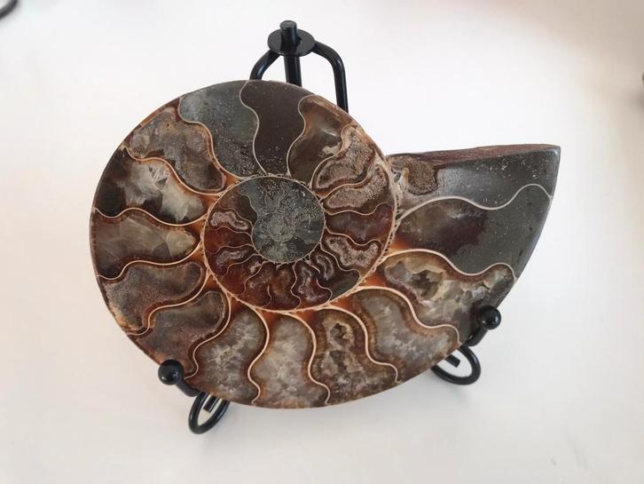 Fossiele ammoniet (ca.145 gr, 11x8 cm), Verzamelen, Mineralen en Fossielen, Fossiel, Ophalen of Verzenden