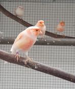 rood mozaik kanaries van 2025, Dieren en Toebehoren, Vogels | Kanaries, Meerdere dieren, Kleurkanarie