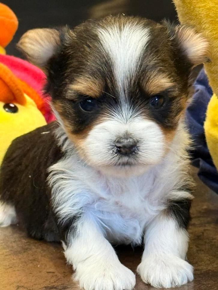 Biewer pups, Dieren en Toebehoren, Honden | Chihuahua's en Gezelschapshonden, Meerdere dieren, Overige rassen, Fokker | Professioneel