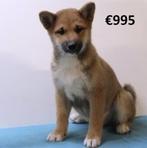 Prachtige Shiba Inu pups te koop, Dieren en Toebehoren, Honden | Poolhonden, Keeshonden en Oertypen, 15 weken tot 1 jaar, Buitenland