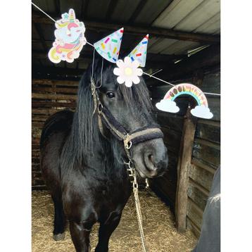 Friese merrie, Dieren en Toebehoren, Merrie, Gechipt, 3 tot 6 jaar, 160 tot 165 cm