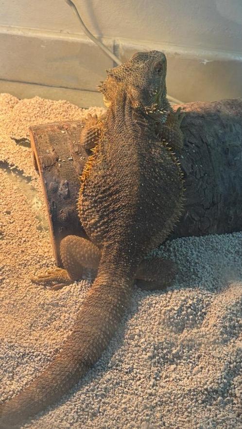 Baardegaam moet weg, gratis, Dieren en Toebehoren, Reptielen en Amfibieën, Overige soorten, 0 tot 2 jaar, Met terrarium