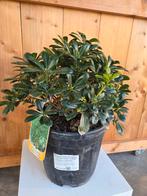 Pittosporum Tob. Nanum - Australische laurier, Ophalen, Halfschaduw