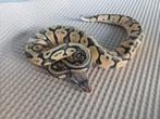 0.1 Python regius superpastel 66TH/DG/VPI/hypo nk 25, Dieren en Toebehoren, Reptielen en Amfibieën, Slang, 0 tot 2 jaar