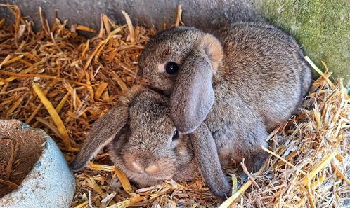 Prachtige Nederlandse hangoor raszuiver, Dieren en Toebehoren, Konijnen, Dwerg, Hangoor