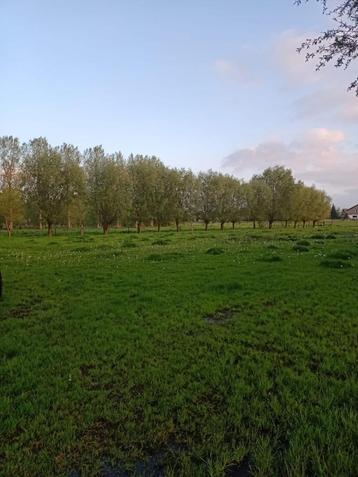 Weide te huur, Mise à l'étable, 2 ou 3 chevaux ou poneys