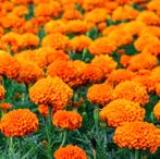 Biologische Afrikaantjes Oranje Hoog zaden, Ophalen of Verzenden, Voorjaar, Volle zon, Zaad