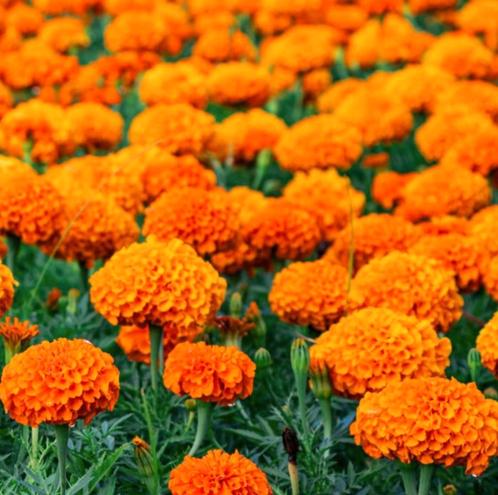 Biologische Afrikaantjes Oranje Hoog zaden, Tuin en Terras, Bloembollen en Zaden, Zaad, Voorjaar, Volle zon, Ophalen of Verzenden