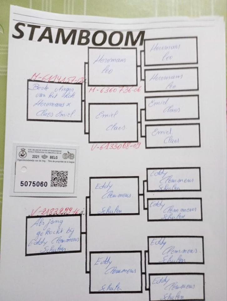 Kweek duivinnen !!!?, Dieren en Toebehoren, Vogels | Duiven