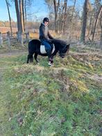Knappe B pony, Dieren en Toebehoren, Gechipt, Ruin, Zadelmak, 3 tot 6 jaar