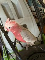 Rose kaketoes, Dieren en Toebehoren, Vogels | Parkieten en Papegaaien
