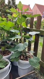 Vijgenboom De Brouwn Turkey, Tuin en Terras, Ophalen