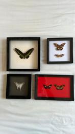 Set 4 kaders met vlinders taxidermy, Maison & Meubles, Accessoires pour la Maison | Cadres, Enlèvement, Utilisé
